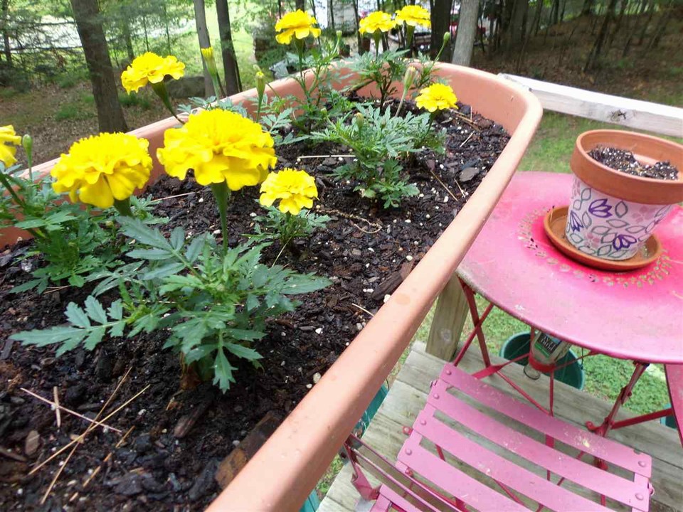 plant your future memories nature where it belongs.