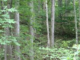 property listing